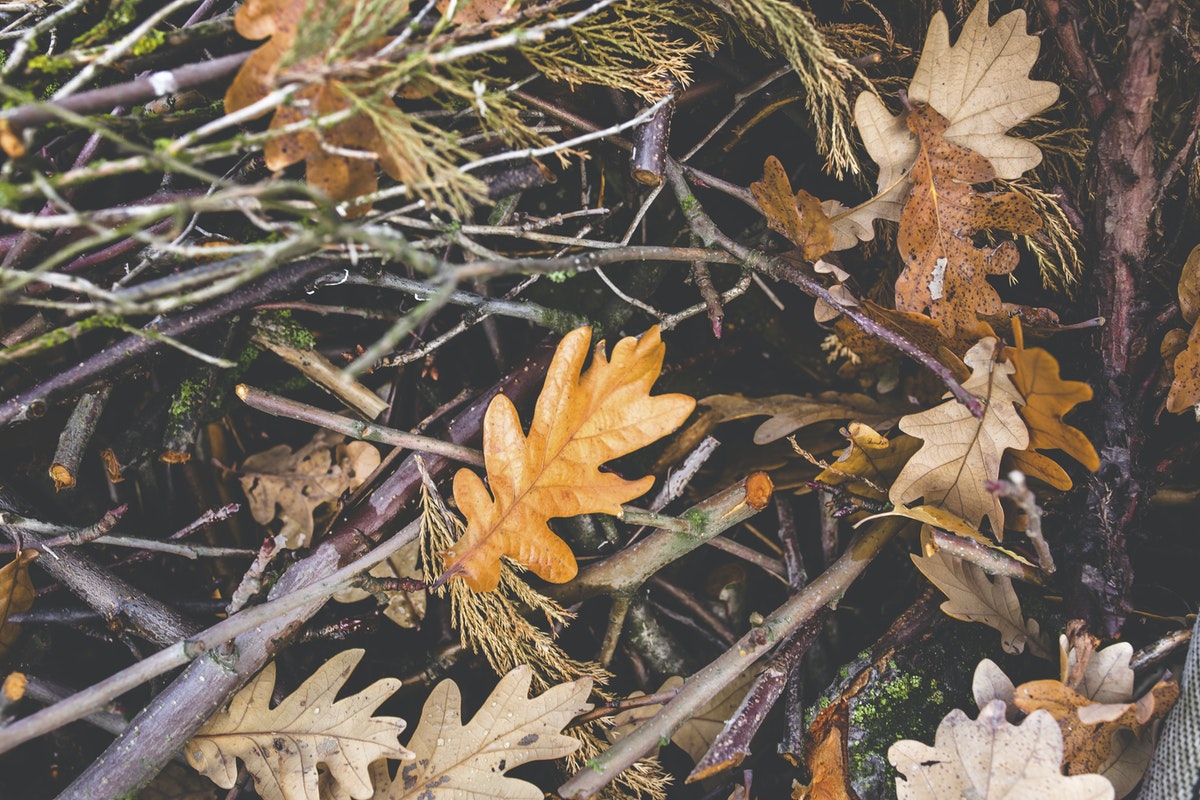 close up of dried leaves