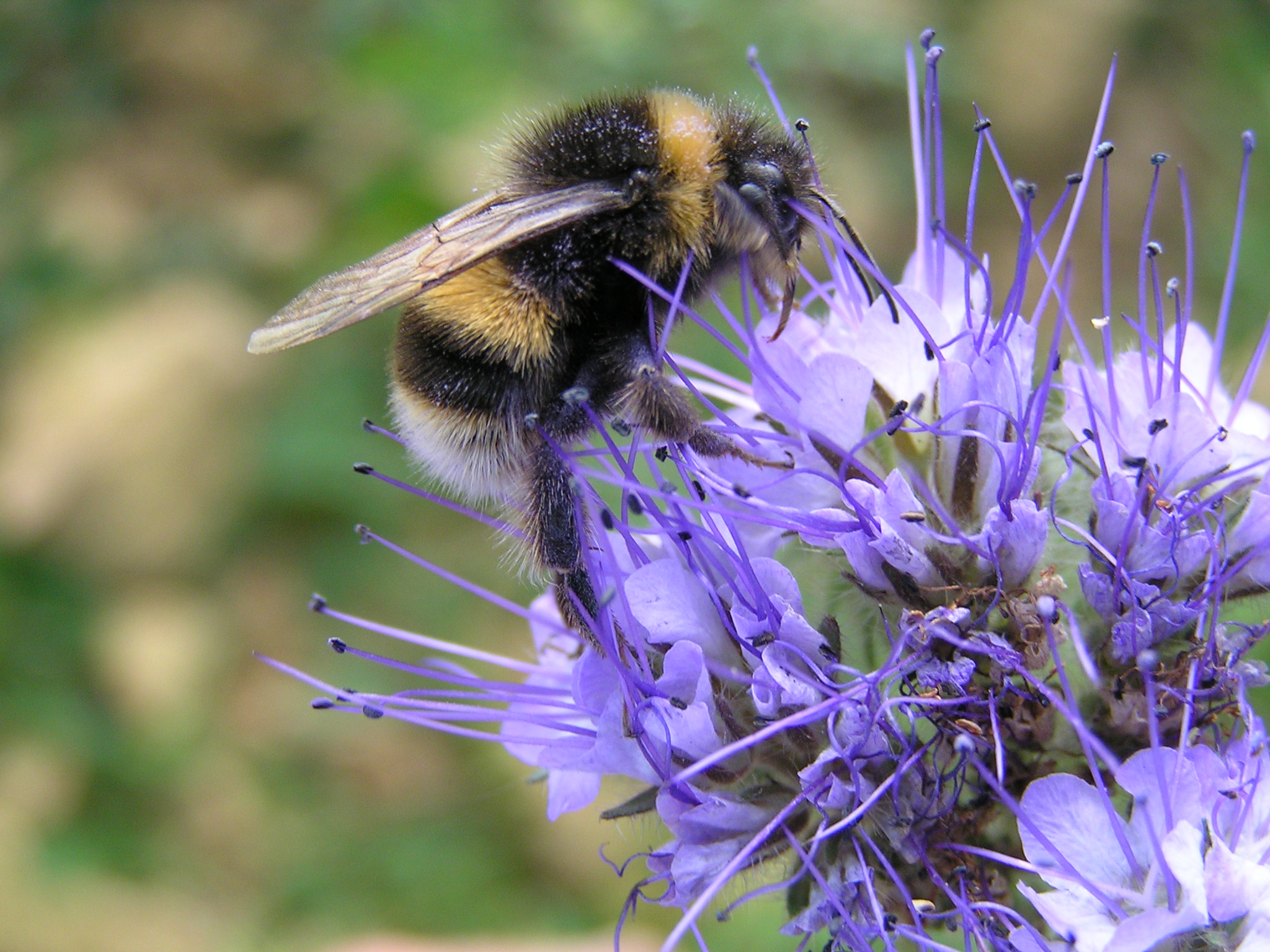 a bumblebee on a purple flower
